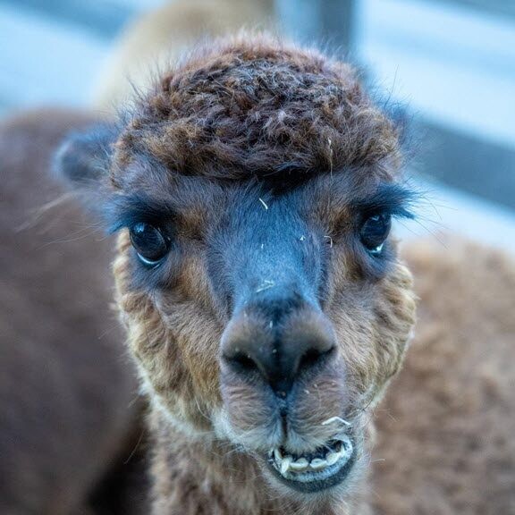 Gesichtsform eines Alpaka