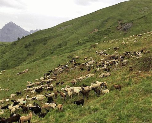Schafhaltung in den Ostschweizer Bergen