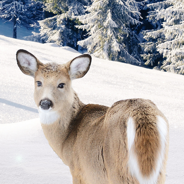 Tierbettwäsche "Bamby" mit Rehen