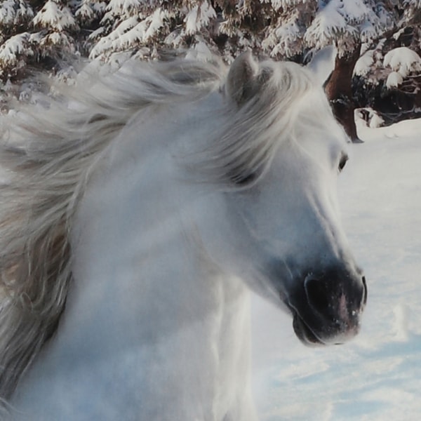 Bettwäsche mit Pferden im Schnee