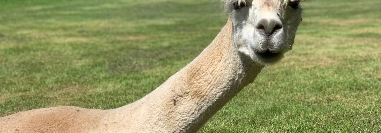 Alpaka Tscherlach 2
