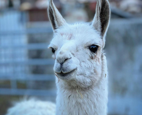 Lama-0004