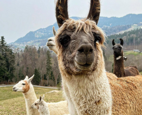 Lama-0005
