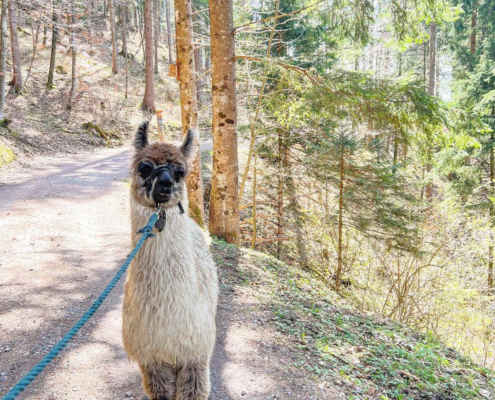 Lama-0007