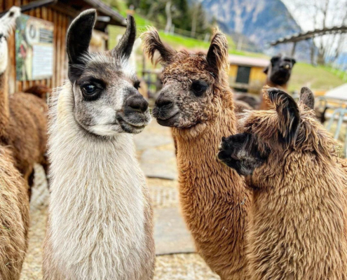 Lama-0008