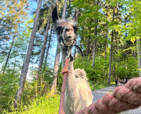 Lama-0011
