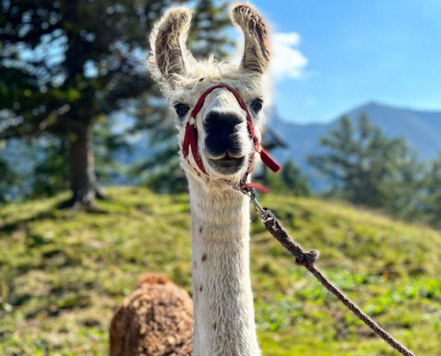 Lama-0014