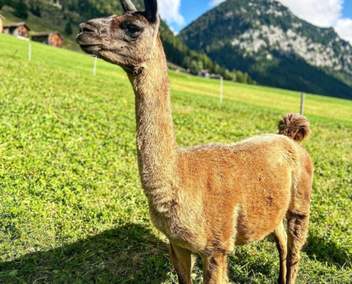 Lama-0018