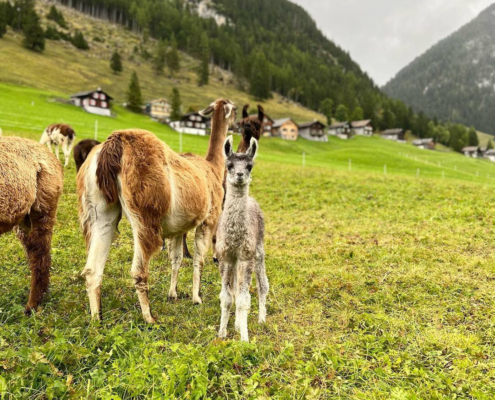 Lama-0022