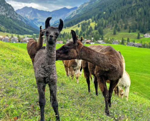 Lama-0023