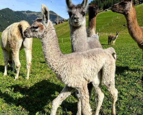 Lama-0024