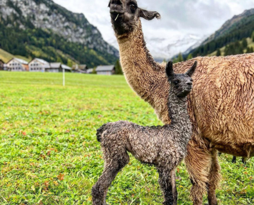Lama-0026