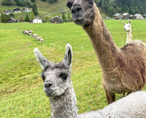 Lama-0027