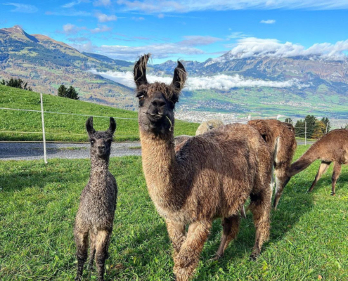 Lama-0029