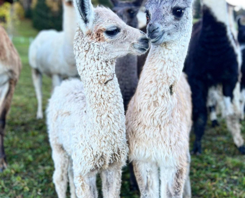 Lama-0030