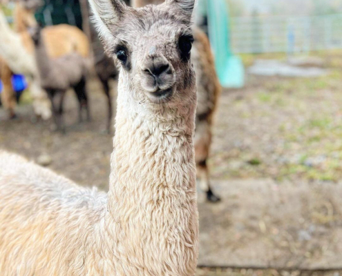 Lama-0033