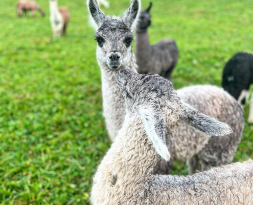 Lama-0034