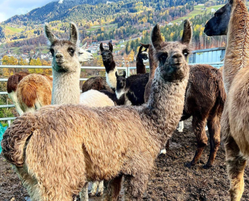 Lama-0035