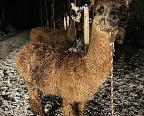 Lama-0039