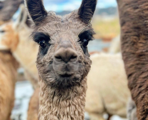 Lama-0040