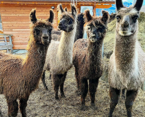 Lama-0042