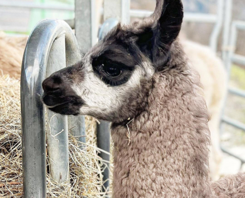 Lama-0043