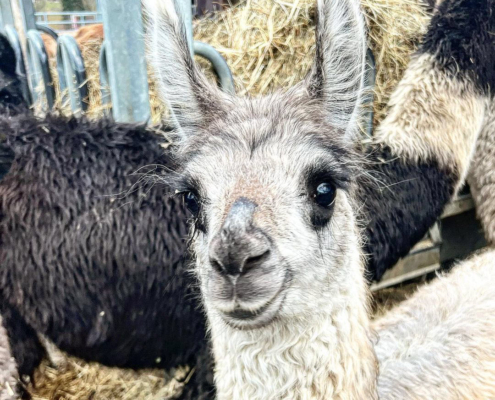Lama-0044