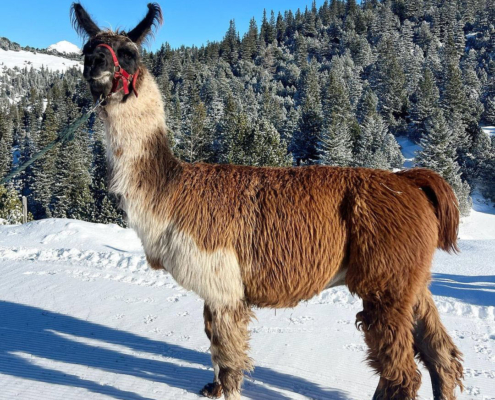 Lama-0051