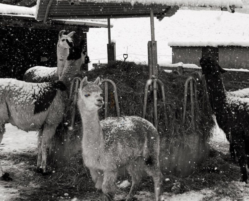Lama-0053