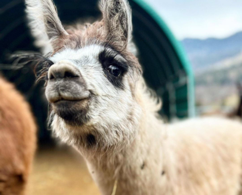 Lama-0054