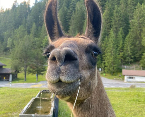 Lama-0056