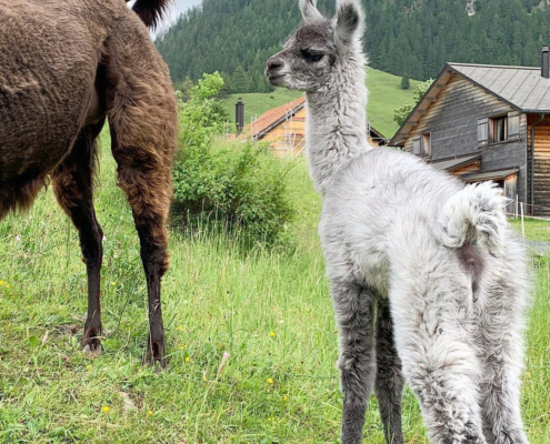 Lama-0058