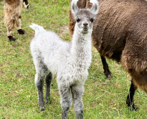 Lama-0059
