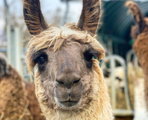 Lama-0066