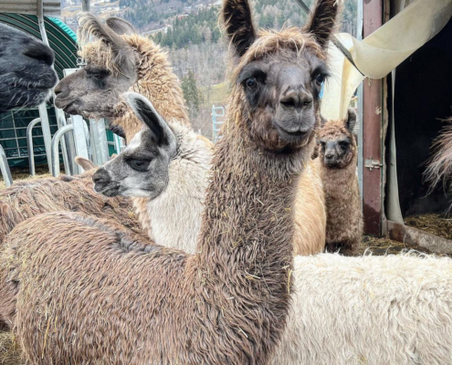 Lama-0067