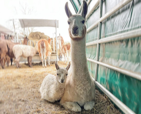 Lama-0068