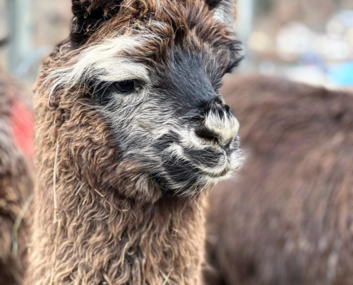 Lama-0069